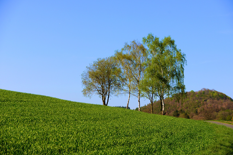 Tall Trees & Grass Field Photograph Print 100% Australian Made