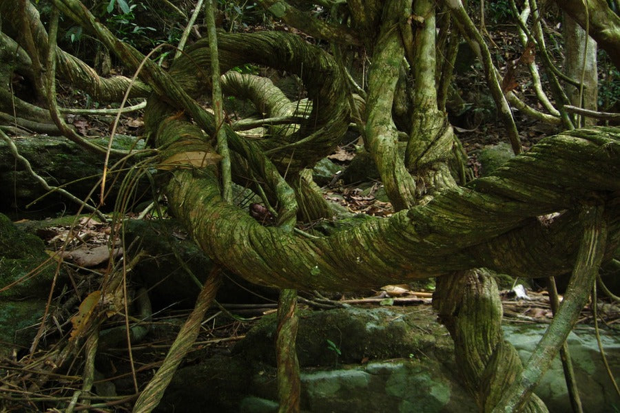 Green Trees Rope Photograph Print 100% Australian Made