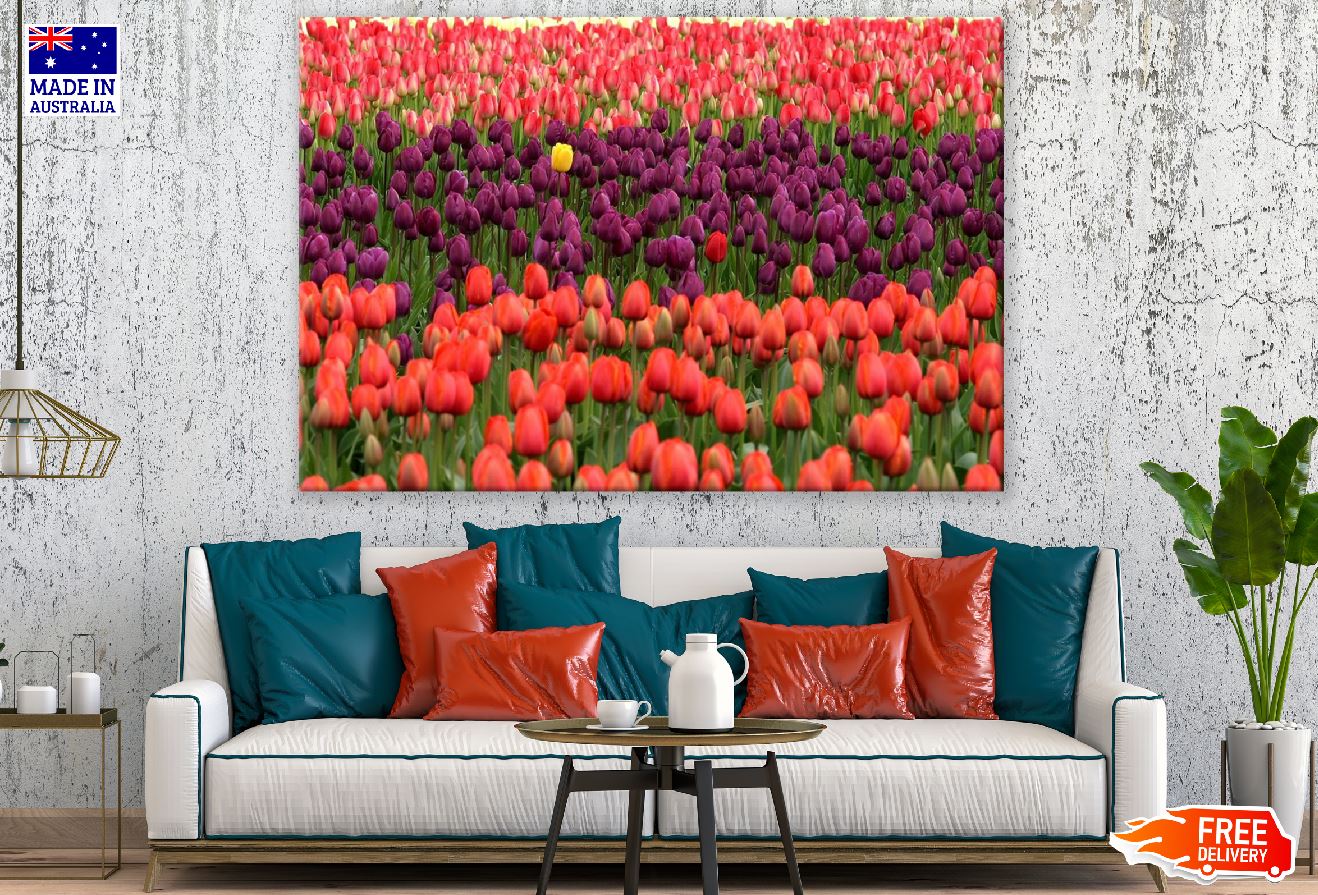 Colorful Tulip Flower Field Photograph Print 100% Australian Made