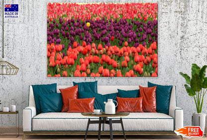 Colorful Tulip Flower Field Photograph Print 100% Australian Made