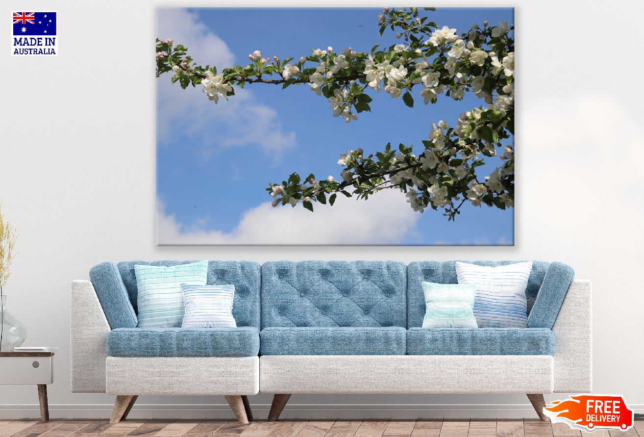 Cherry Blossom Tree Branch View Photograph Print 100% Australian Made