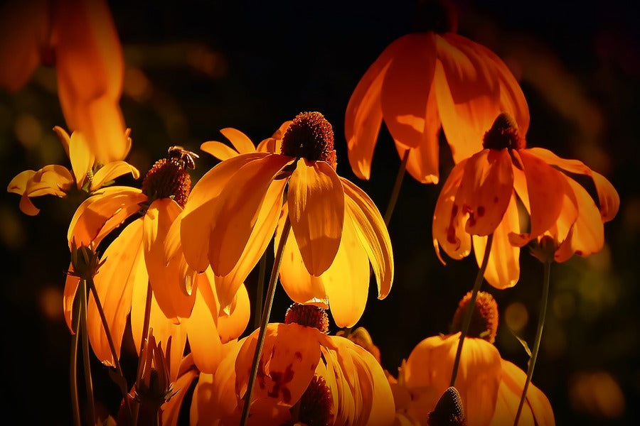 Orange Coneflowers Closeup Photograph Print 100% Australian Made