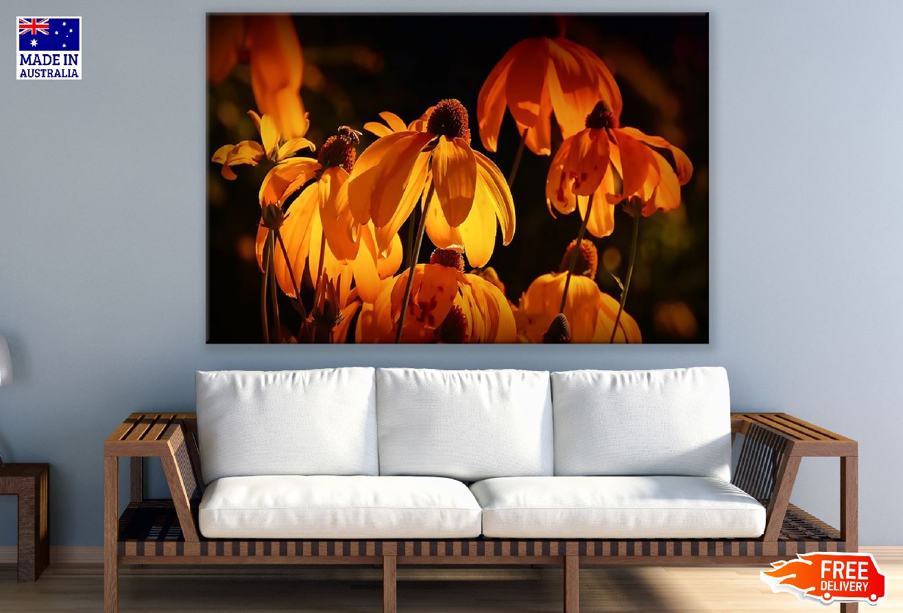 Orange Coneflowers Closeup Photograph Print 100% Australian Made