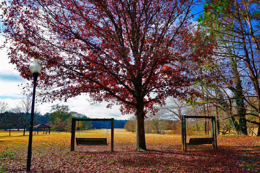 Autumn Tree with Bench in Garden Photograph Print 100% Australian Made