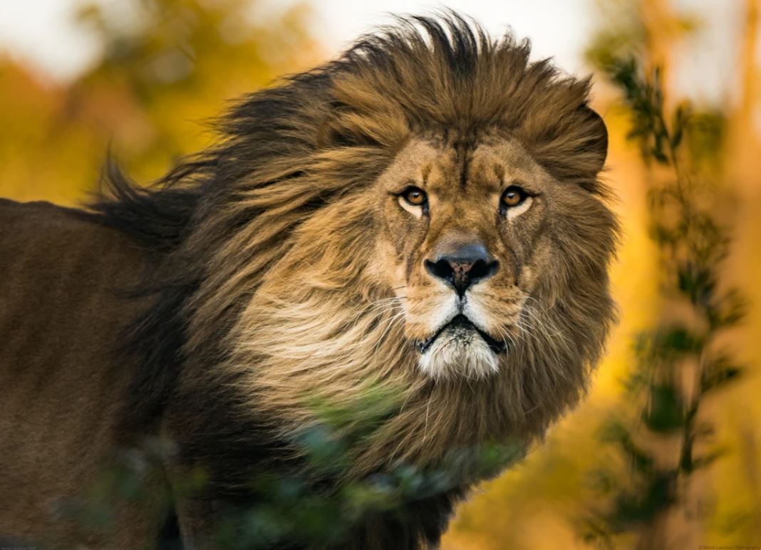 Lion Portrait Closeup Photograph Home Decor Premium Quality Poster Print Choose Your Sizes