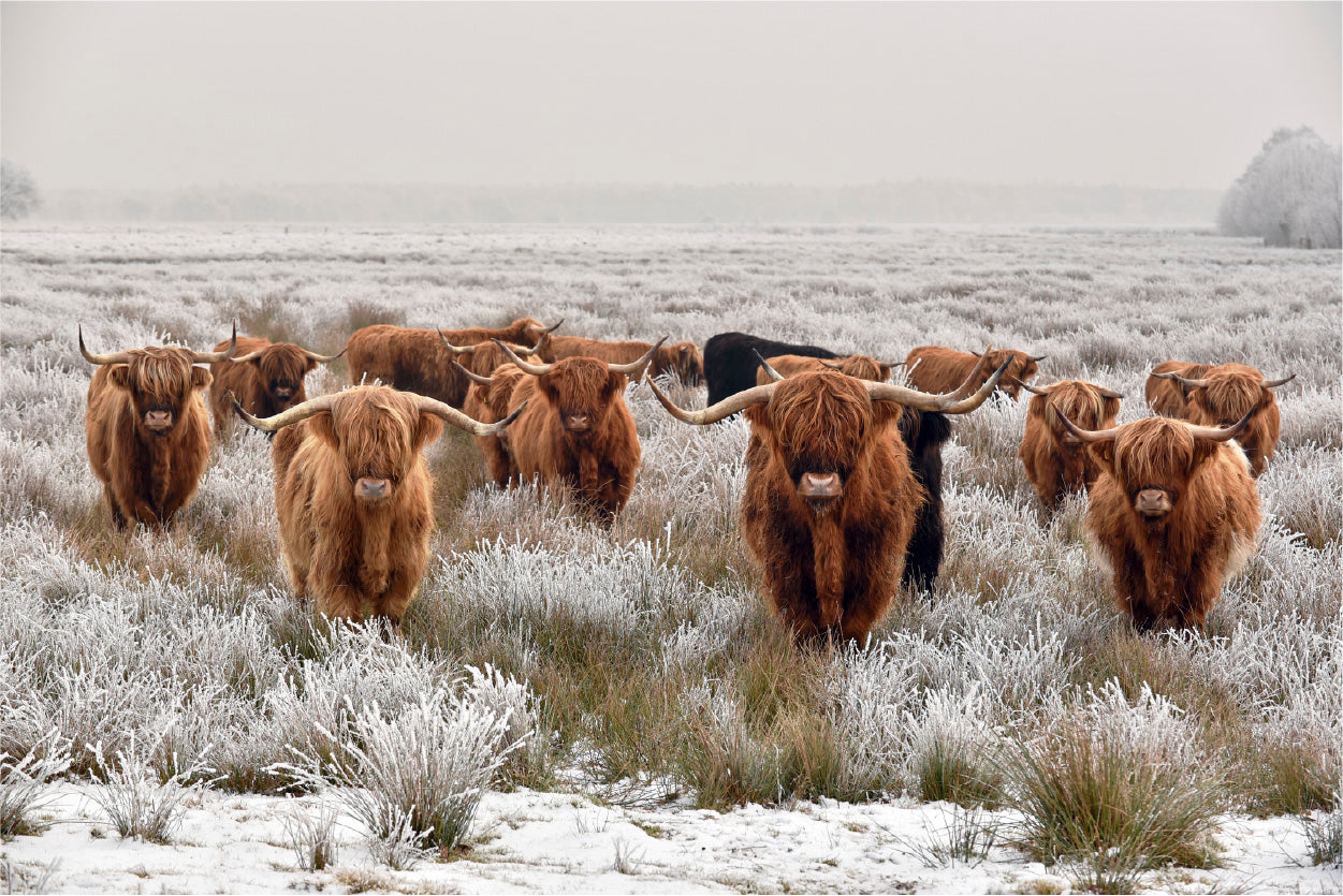 Bella Home Big Scottish Cow's Looking Print Canvas Ready to hang