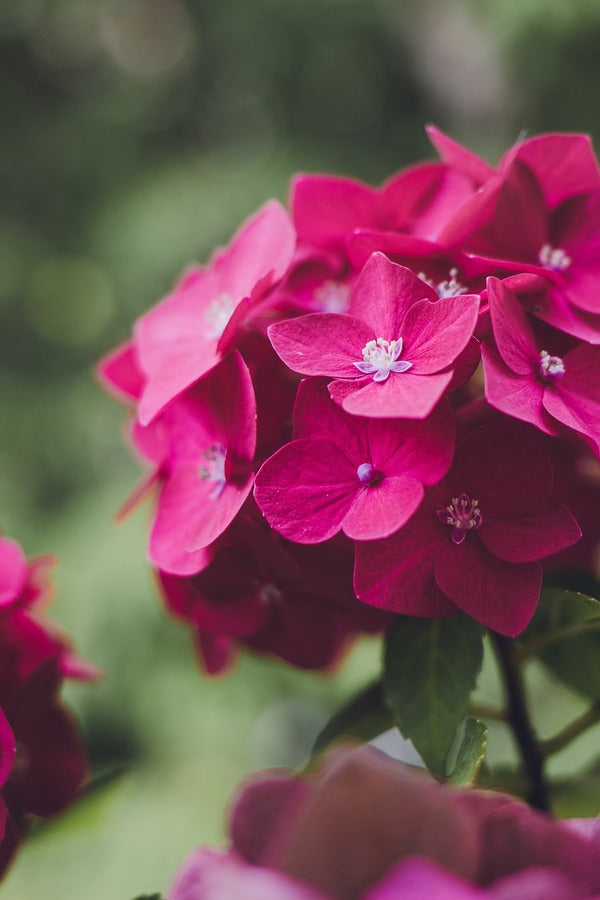 Red Hortensia Flowers Closeup Photograph Print 100% Australian Made