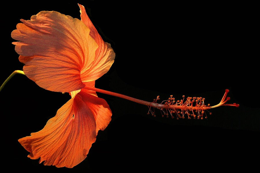 Orange Hibiscus Flower Closeup Photograph Print 100% Australian Made