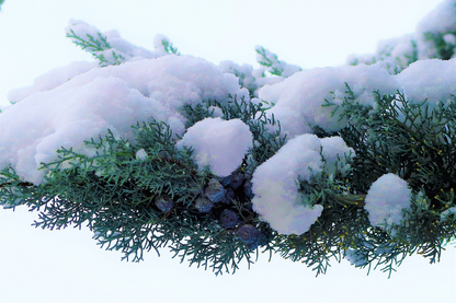 Pine Tree Covered With Snow Closeup Photograph Print 100% Australian Made