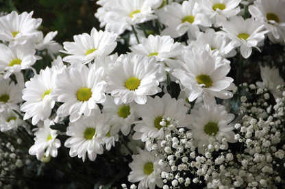 White Daisy Flowers Photograph Print 100% Australian Made