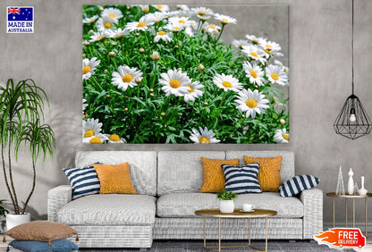 Daisies White Flowers with Plant Photograph Print 100% Australian Made