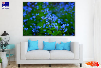 Perennial Little Blue Flowers Photograph Print 100% Australian Made