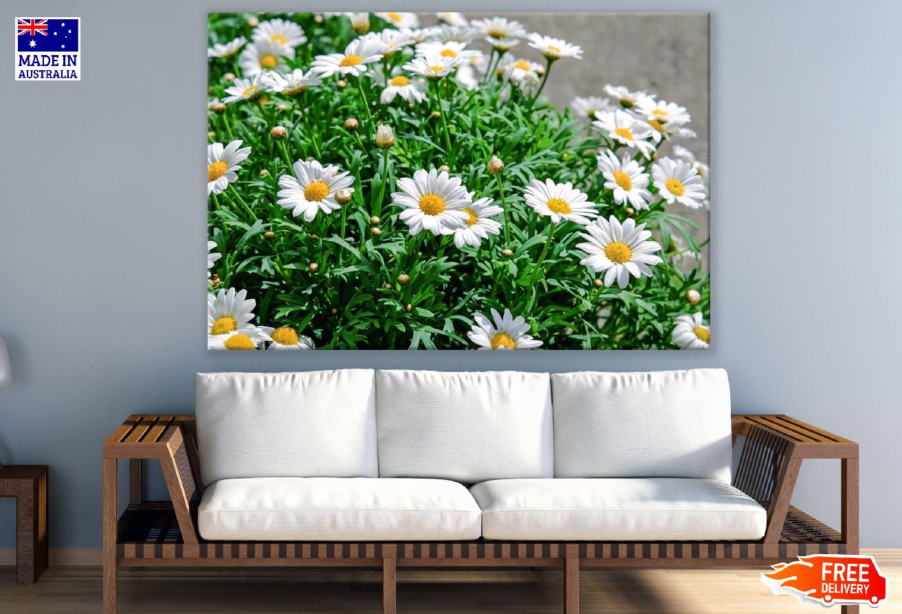Daisies White Flowers with Plant Photograph Print 100% Australian Made