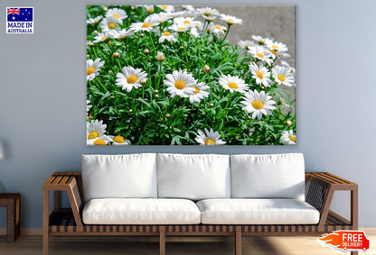 Daisies White Flowers with Plant Photograph Print 100% Australian Made
