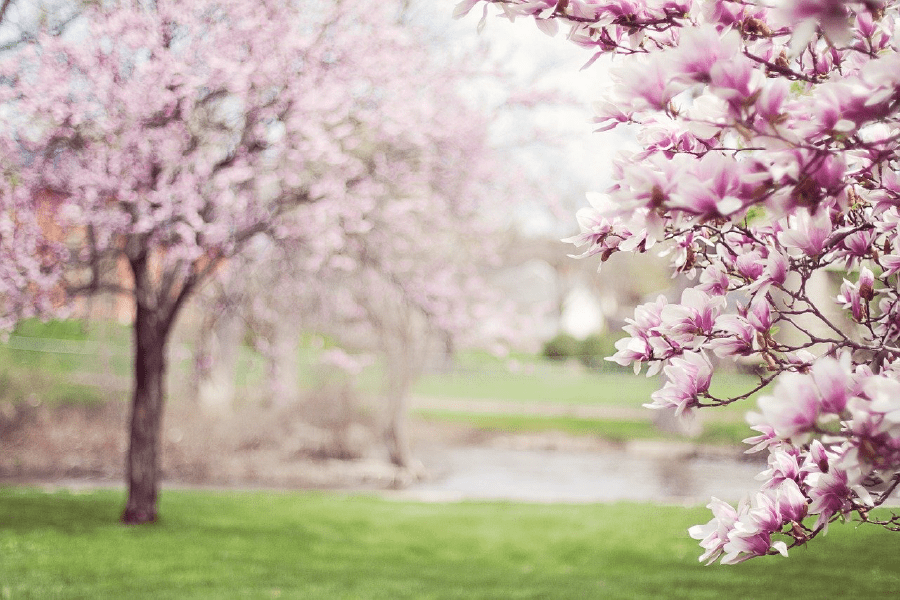 Magnolia Flower Trees Closeup Photograph Print 100% Australian Made