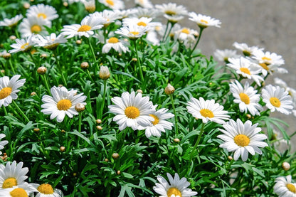 Daisies White Flowers with Plant Photograph Print 100% Australian Made