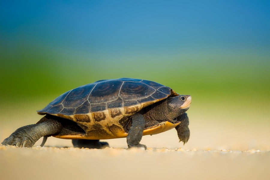 Tortles on Shore Closeup Photograph Print 100% Australian Made