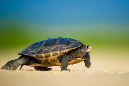 Tortles on Shore Closeup Photograph Print 100% Australian Made