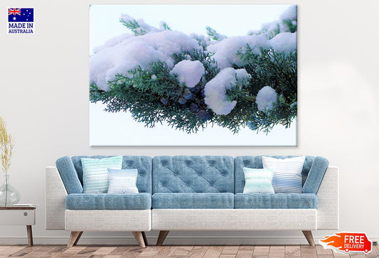 Pine Tree Covered With Snow Closeup Photograph Print 100% Australian Made