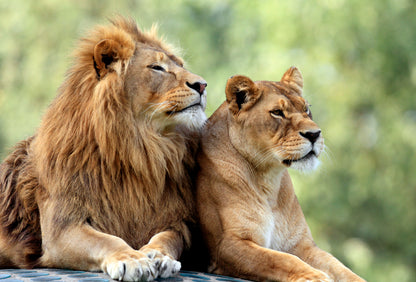 Pair Lions in Zoological Garden Photograph Print 100% Australian Made