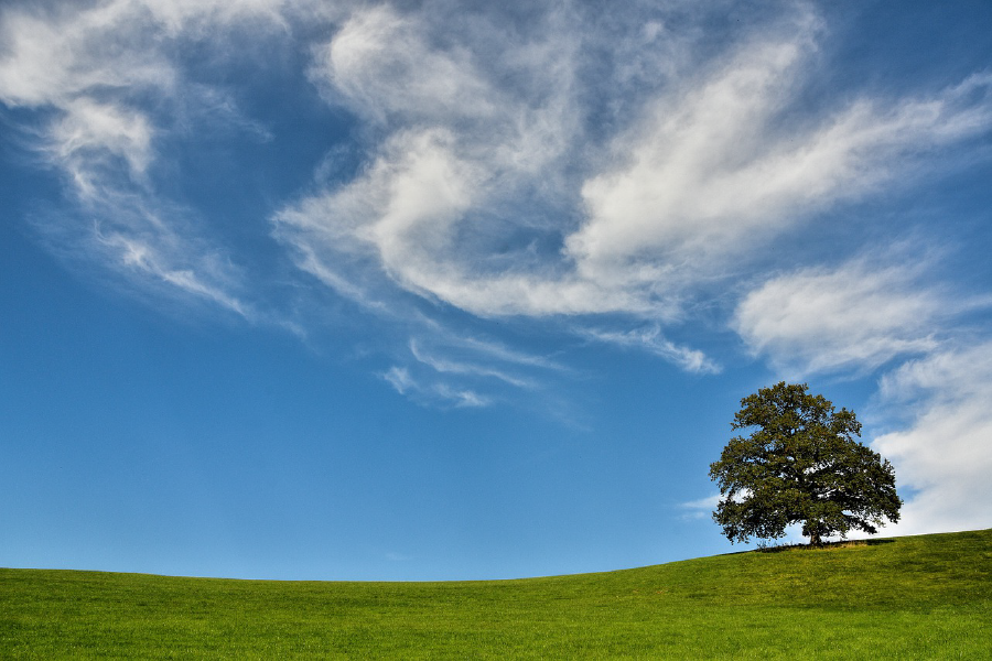 Tree on Hill Photograph Print 100% Australian Made