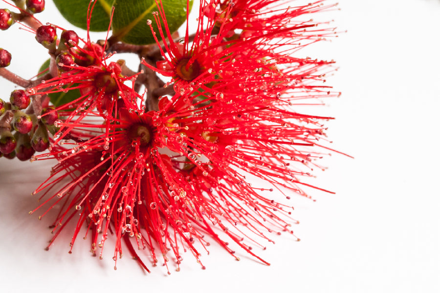 Red Pohutukawa Flower Photograph Print 100% Australian Made