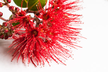 Red Pohutukawa Flower Photograph Print 100% Australian Made
