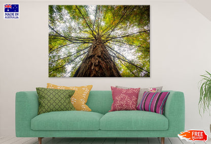 Angle View of Old Green Tree Photograph Print 100% Australian Made