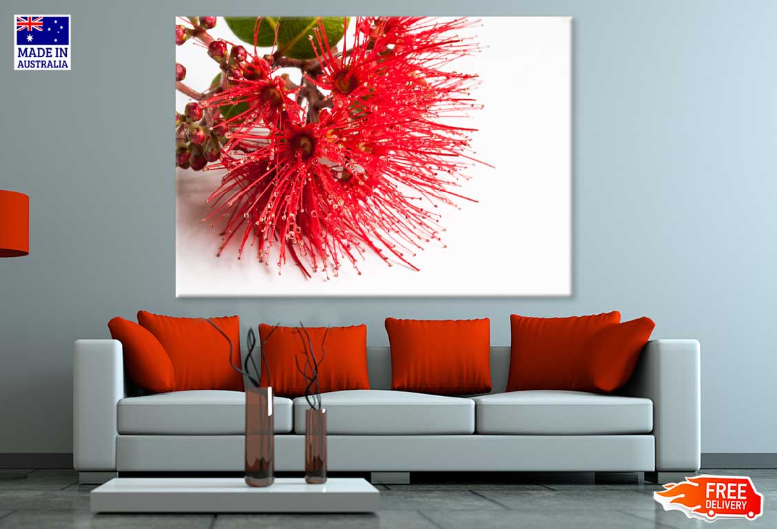 Red Pohutukawa Flower Photograph Print 100% Australian Made