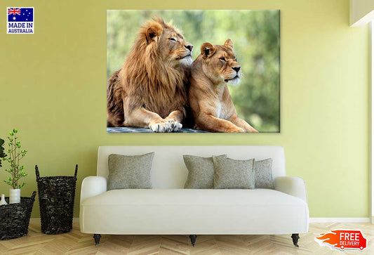 Pair Lions in Zoological Garden Photograph Print 100% Australian Made