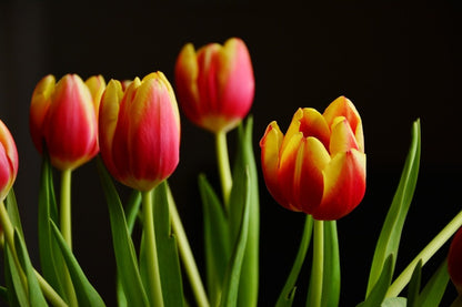 Red Yellow Tulip Flowers With Leaves Photograph Print 100% Australian Made