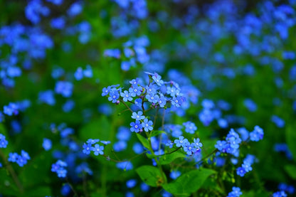 Perennial Little Blue Flowers Photograph Print 100% Australian Made