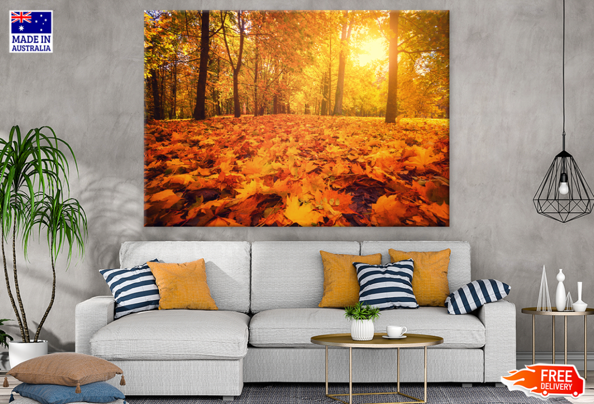 Autumn Leaves & Trees Sunset Photograph Print 100% Australian Made