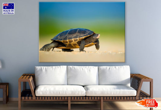 Tortles on Shore Closeup Photograph Print 100% Australian Made