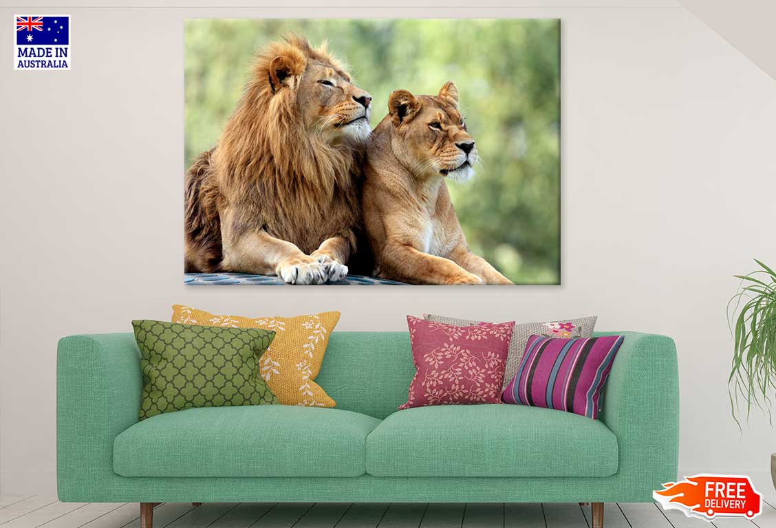 Pair Lions in Zoological Garden Photograph Print 100% Australian Made