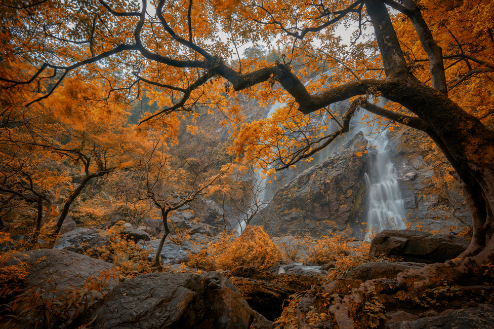 Autumn Tree Forest Photograph Print 100% Australian Made