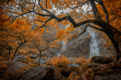 Autumn Tree Forest Photograph Print 100% Australian Made