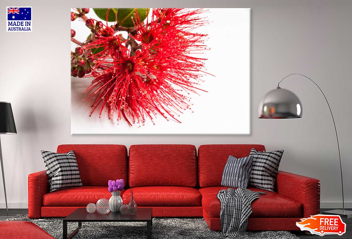 Red Pohutukawa Flower Photograph Print 100% Australian Made