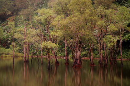 Trees on Lake Photograph Print 100% Australian Made