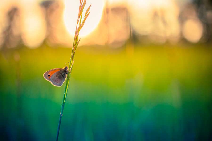 Bella Home Butterfly in a Grass Close View Print Canvas Ready to hang