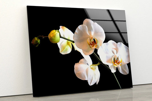 Orchid Flower Photograph Acrylic Glass Print Tempered Glass Wall Art 100% Made in Australia Ready to Hang