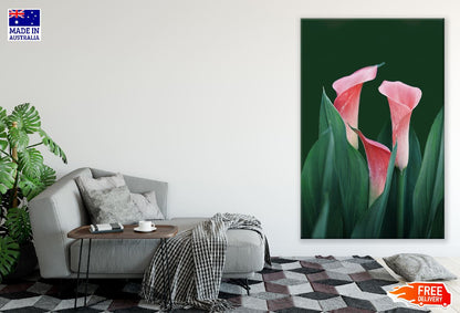 Pink Calla Lily Flowers Closeup Photograph Print 100% Australian Made