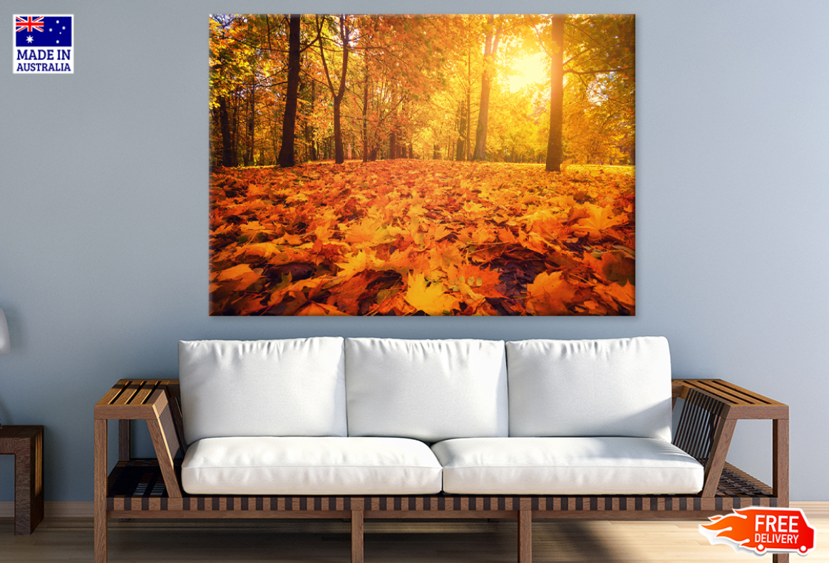 Autumn Leaves & Trees Sunset Photograph Print 100% Australian Made