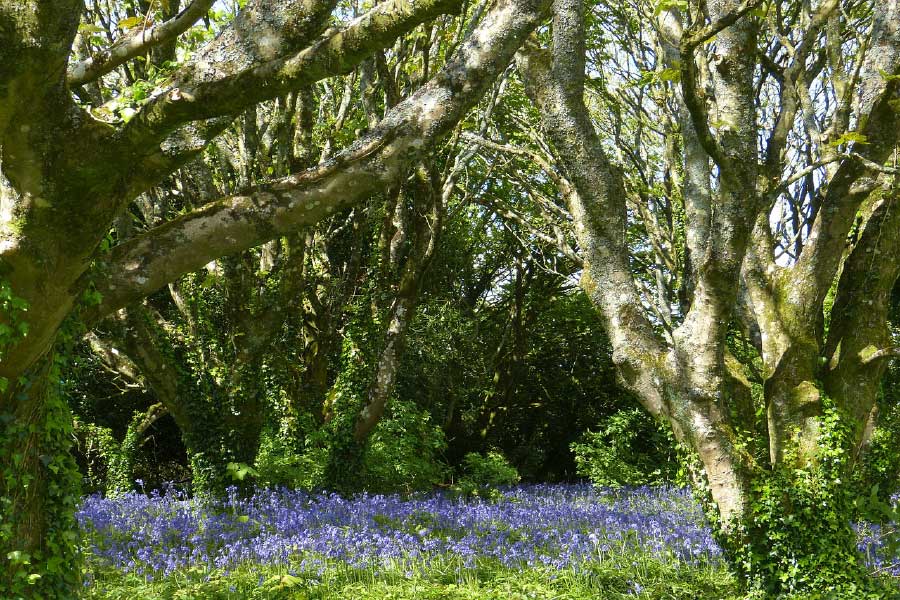 Purple Flower Field & Trees Photograph Print 100% Australian Made