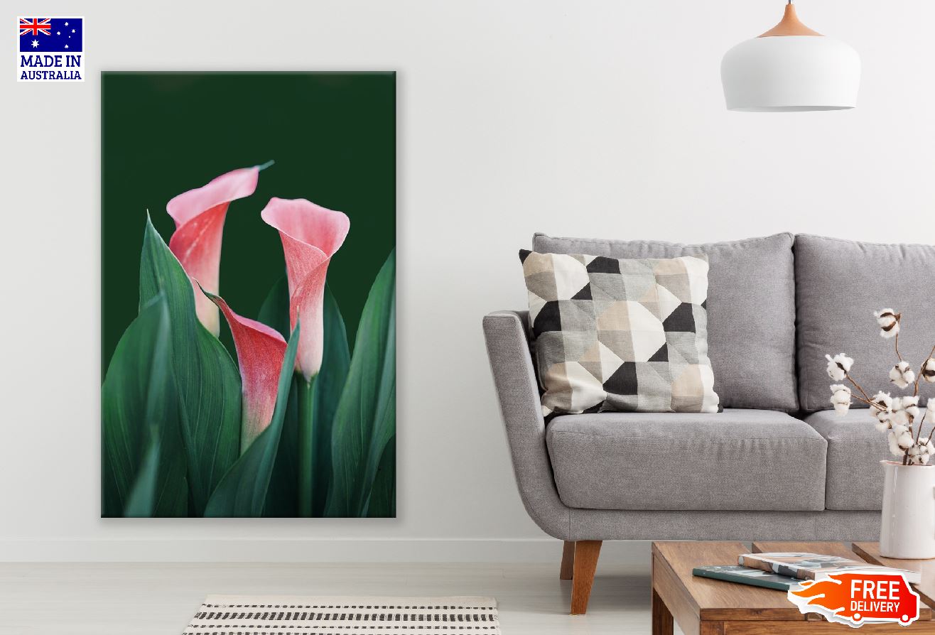 Pink Calla Lily Flowers Closeup Photograph Print 100% Australian Made