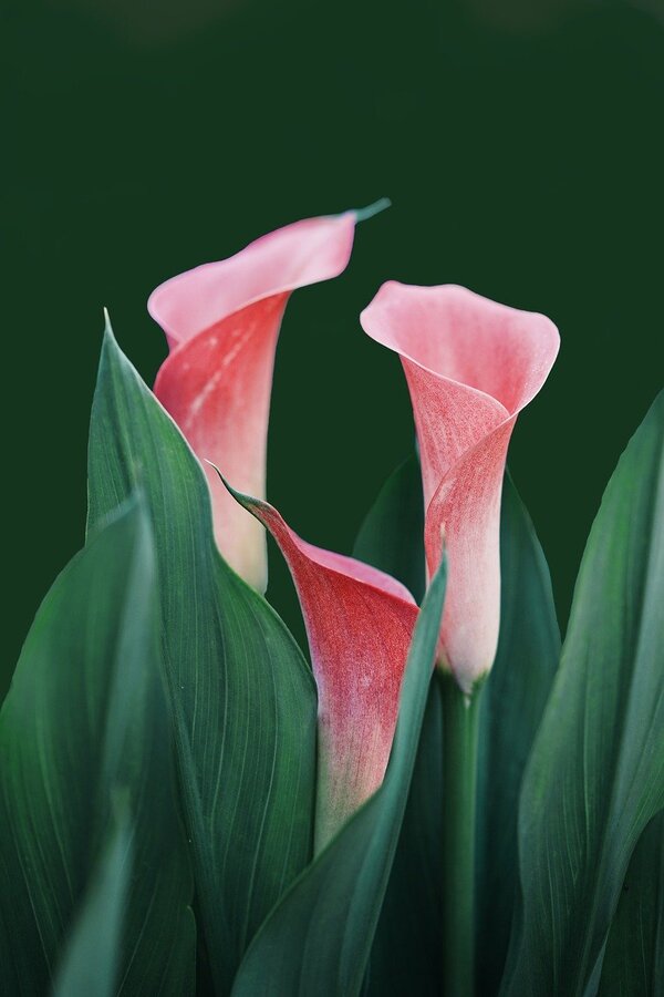 Pink Calla Lily Flowers Closeup Photograph Print 100% Australian Made