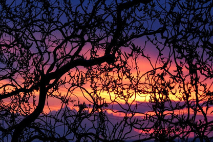 Dead Tree Branches Sunset Photograph Print 100% Australian Made