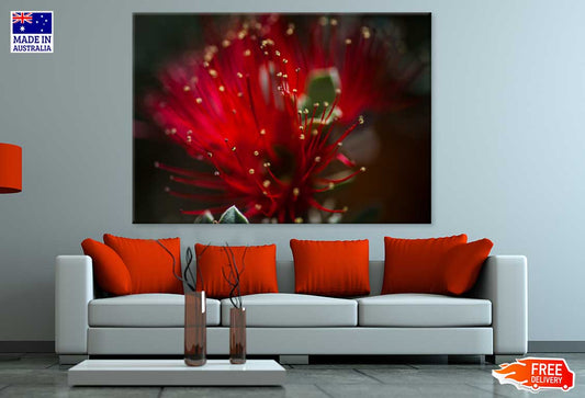 Pohutukawa Flower Closeup View Photograph Print 100% Australian Made