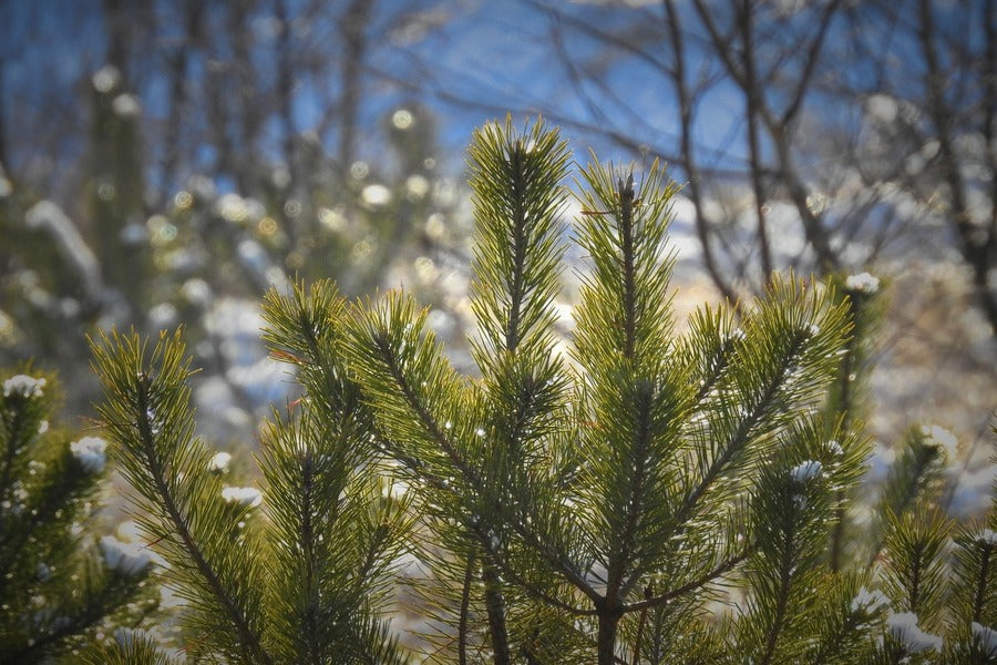 Juniper Bushes Photograph Print 100% Australian Made