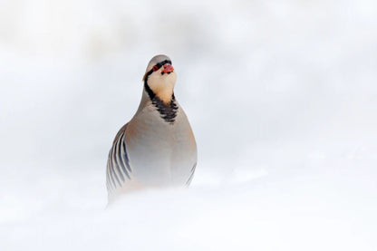 Small Bird On Snow Photograph Home Decor Premium Quality Poster Print Choose Your Sizes